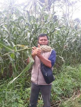 Seorang pria berompi mengacungkan jempol sambil memegang malai sorgum di tengah ladang tanaman sorgum yang tinggi.