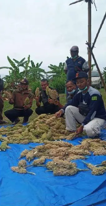 Beberapa pria berjongkok di dekat malai sorgum yang dihamparkan di atas terpal biru, sebagian sambil mengangkat malai; pohon pisang tampak di latar belakang.